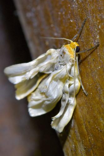 Réf. 329 782 : Eilema sp.